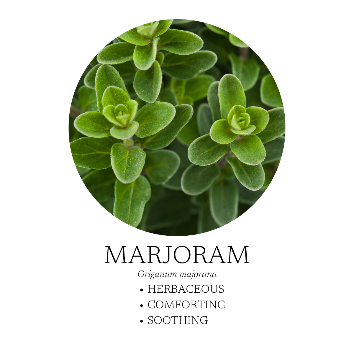 Spa Essential Oil Blend