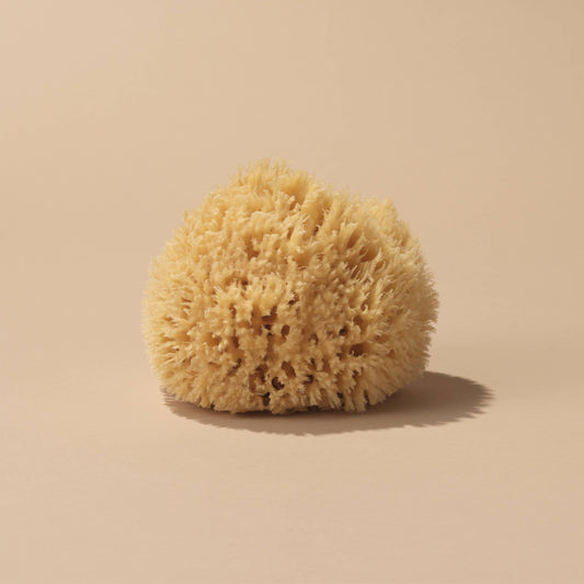 Sea Sponge - Large - 5-6"