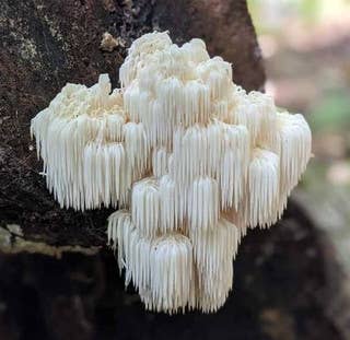 Lion's Mane Mushroom Powder