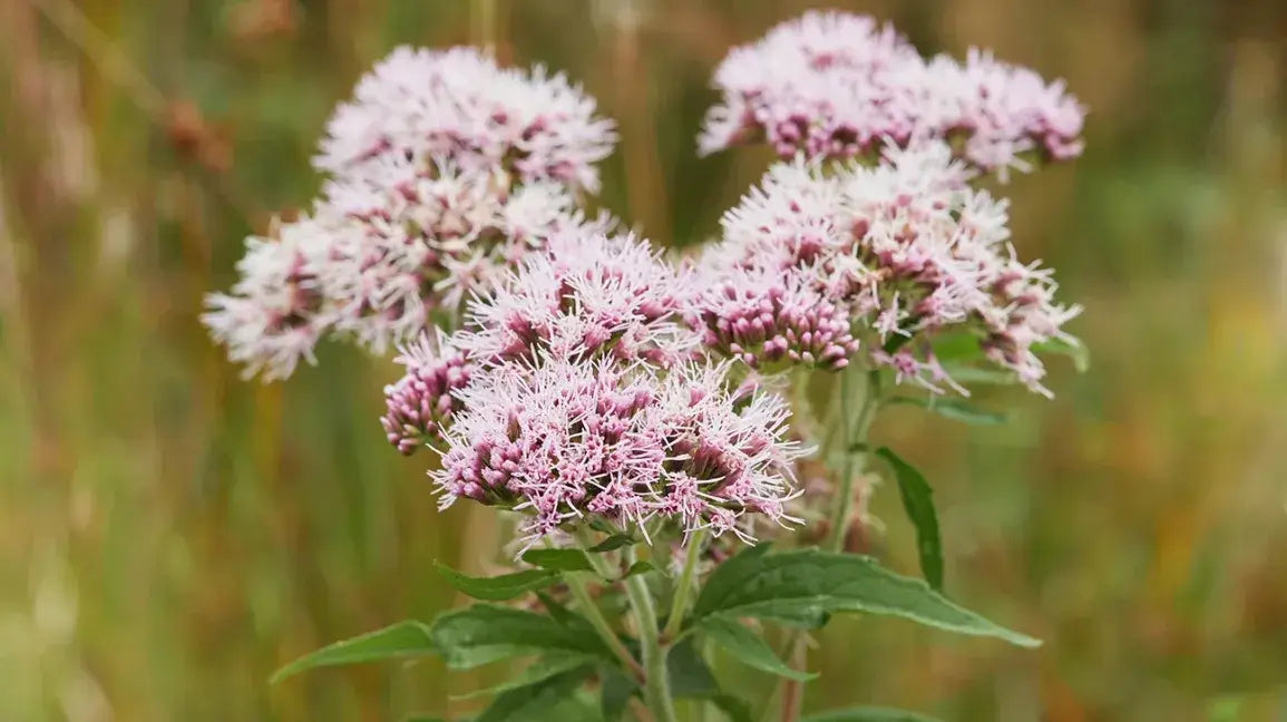 Valerian Herbal Tincture