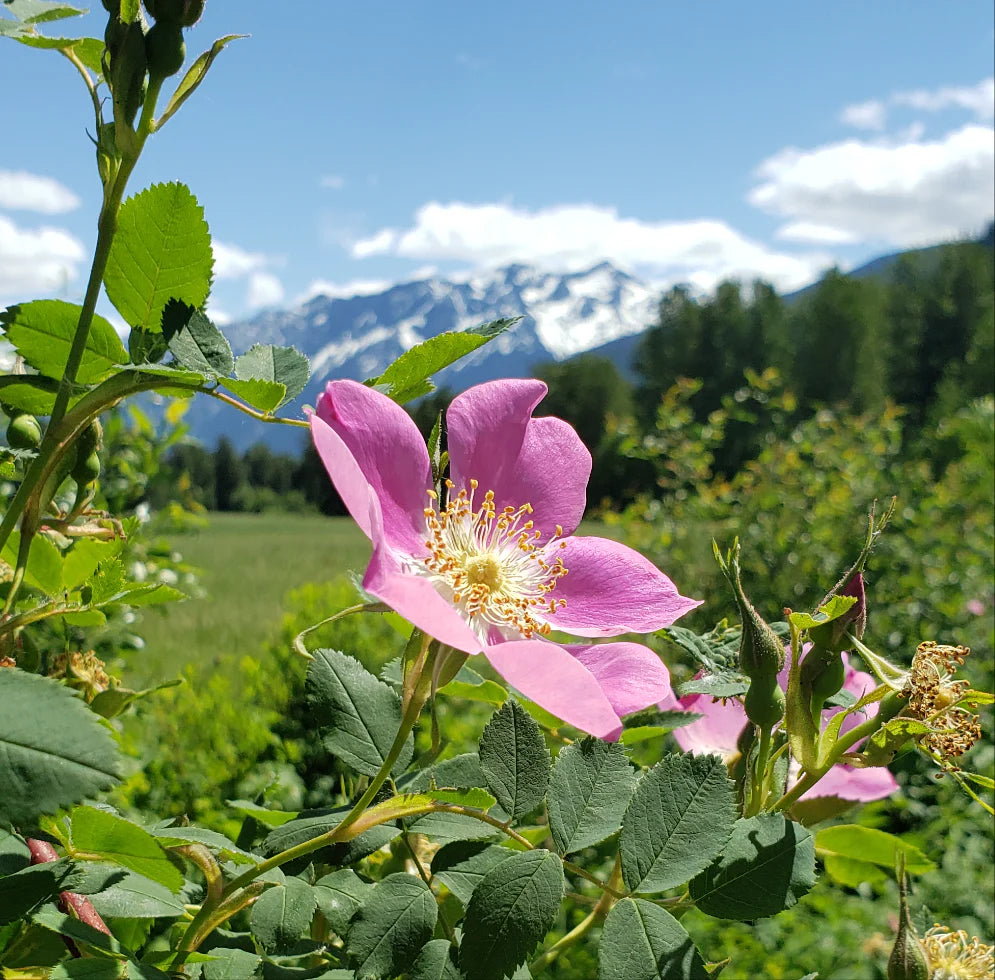 Wild Rose Skin Butter