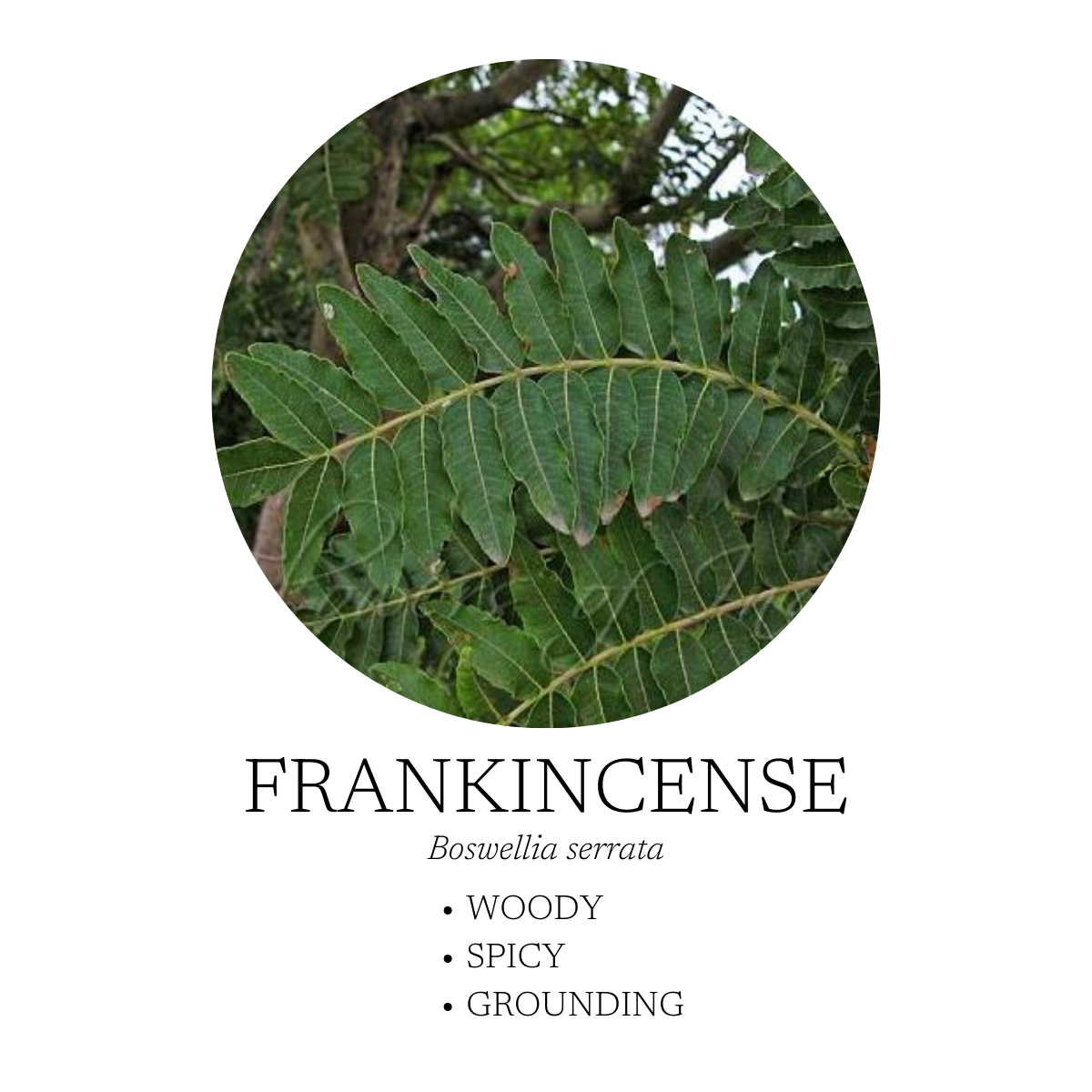 Spa Essential Oil Blend