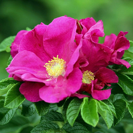 Wild Flower Facial Steam | Single Serving Gold Tin