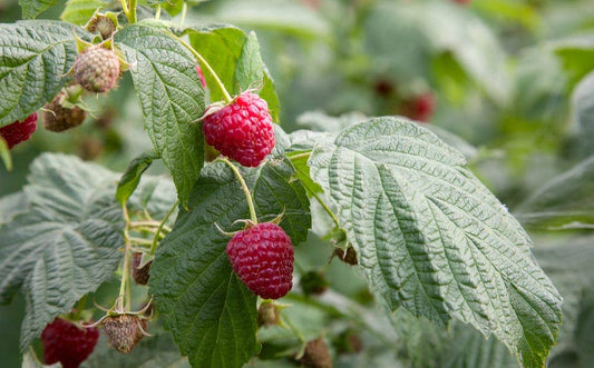 Raspberry Leaf Herbal Tincture