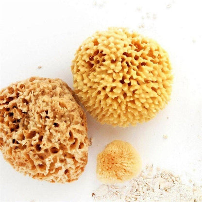 Natural Sea Sponge - Plastic Free Organic Sea Sponge: Honeycomb Large