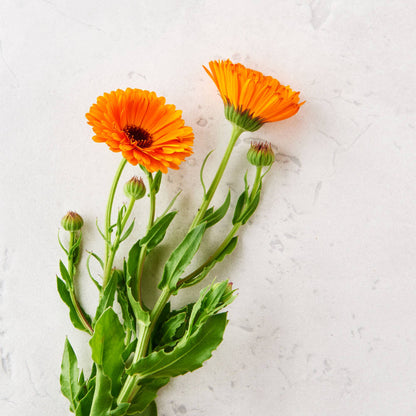 Unscented Natural Sun Care Creme