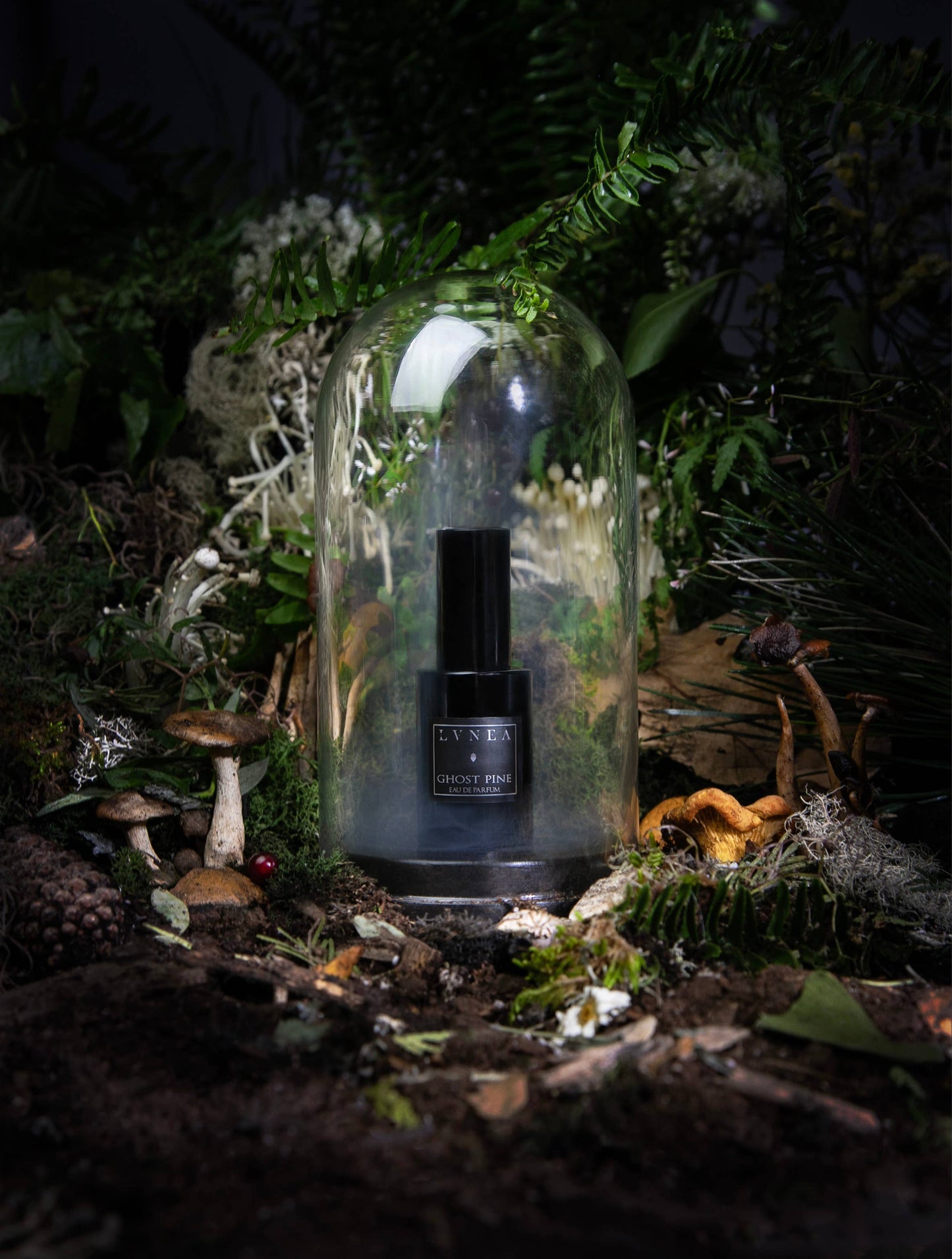 Lvnea GHOST PINE Eau de Parfum | Pine Needles, Ancient Woods, Moss
