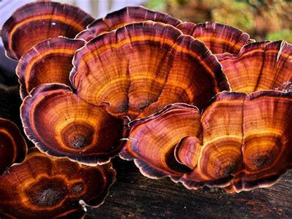 Reishi Mushroom Tincture (Double Extracted)