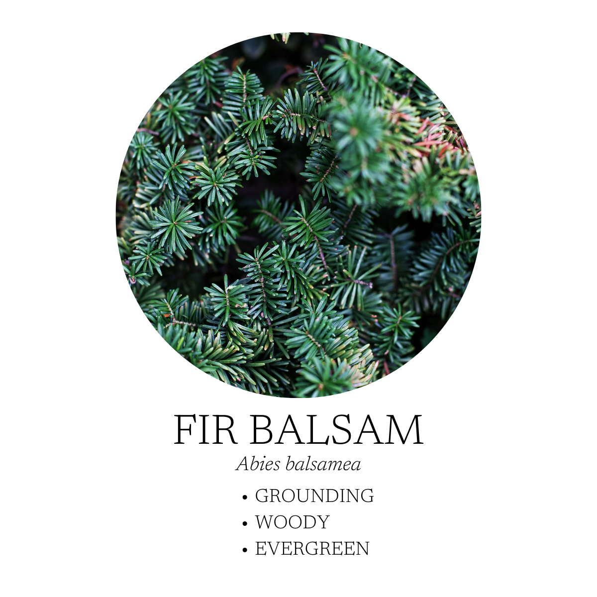 Walk In The Woods Essential Oil Blend