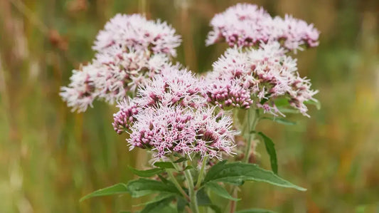 Valerian Herbal Tincture