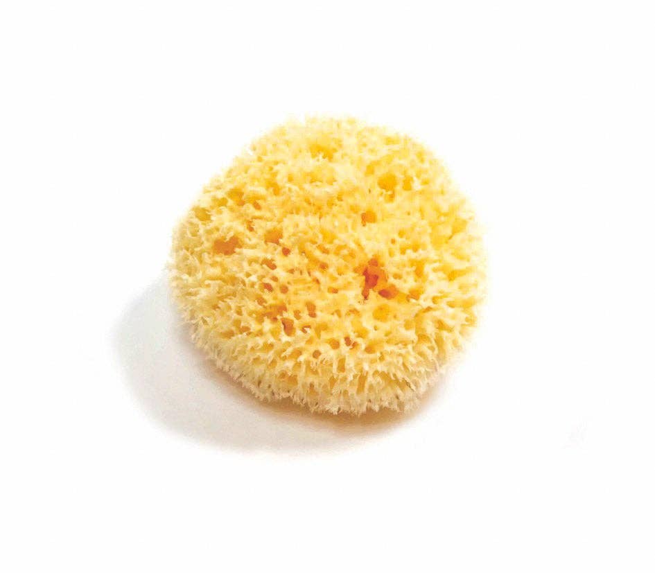 Natural Sea Sponge - Plastic Free Organic Sea Sponge: Honeycomb Sponge