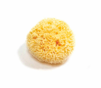 Natural Sea Sponge - Plastic Free Organic Sea Sponge: Honeycomb Large