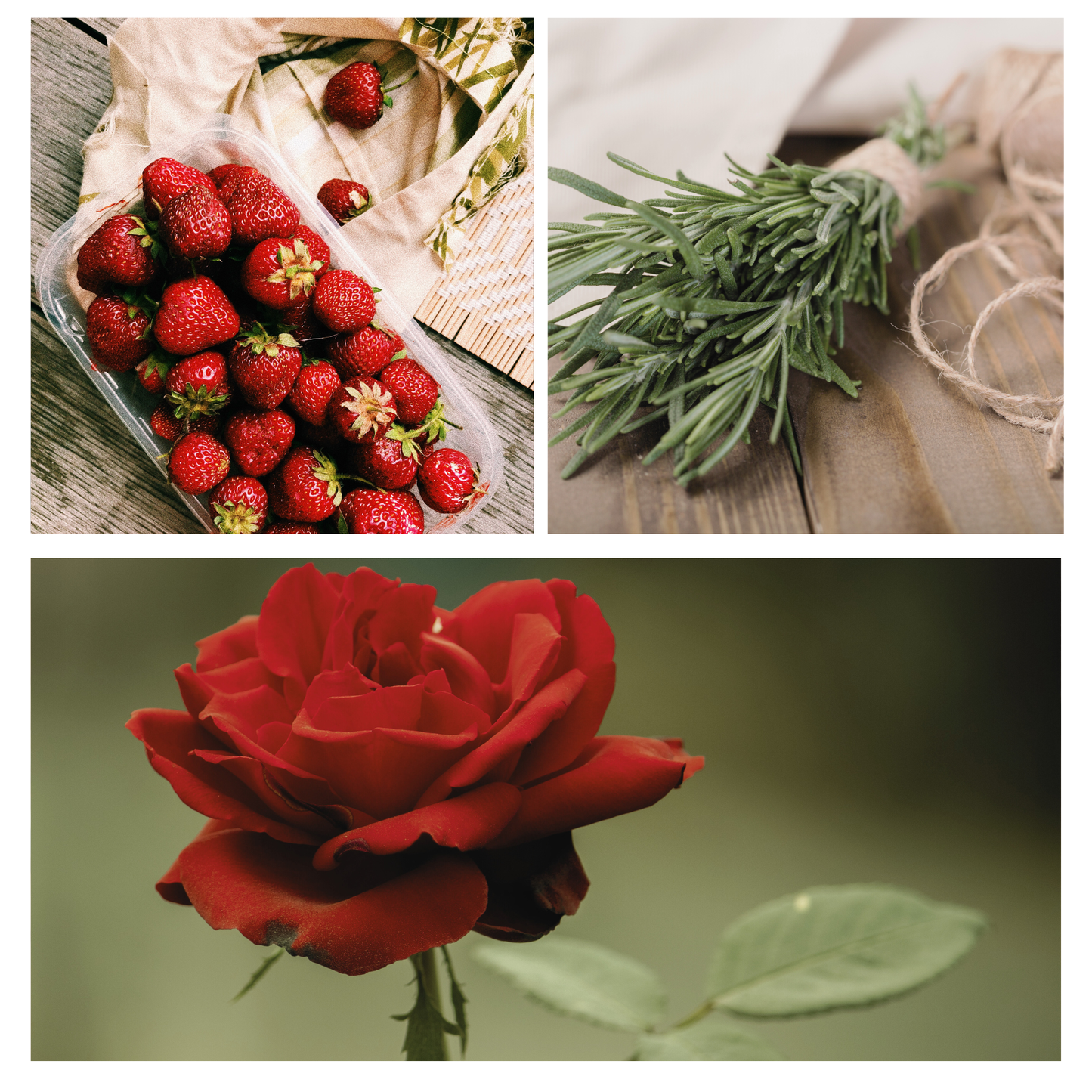 Holiday | Be Celebrated Simmer Pot Mix, Stovetop Potpourri