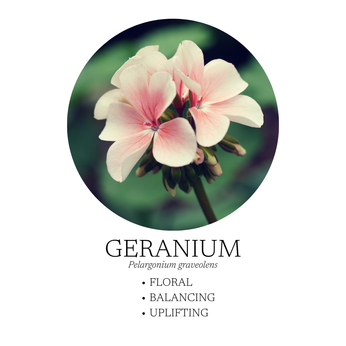 Spa Essential Oil Blend