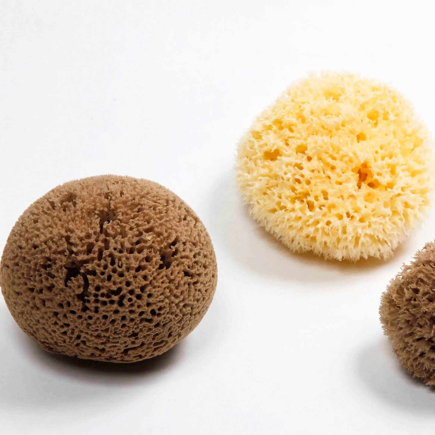 Natural Sea Sponge - Plastic Free Organic Sea Sponge: Honeycomb Large