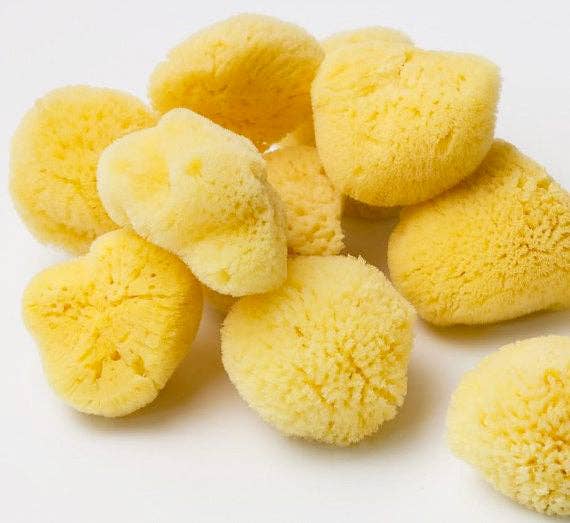Natural Sea Sponge - Plastic Free Organic Sea Sponge: Honeycomb Large