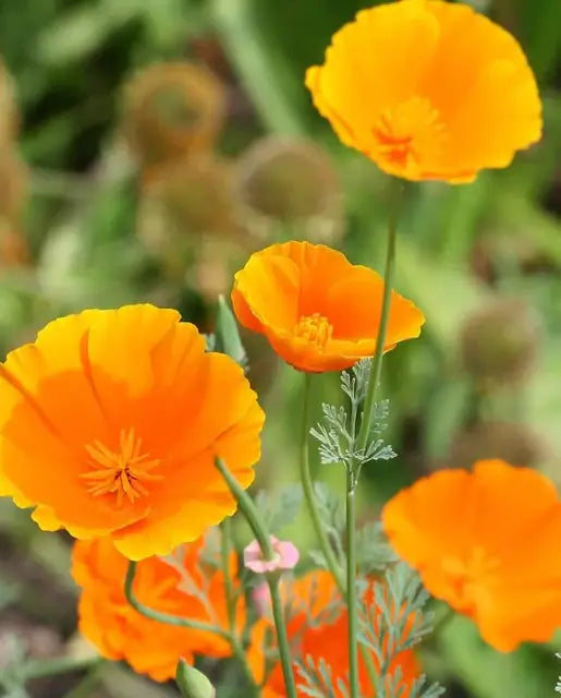 California Poppy Herbal Tincture