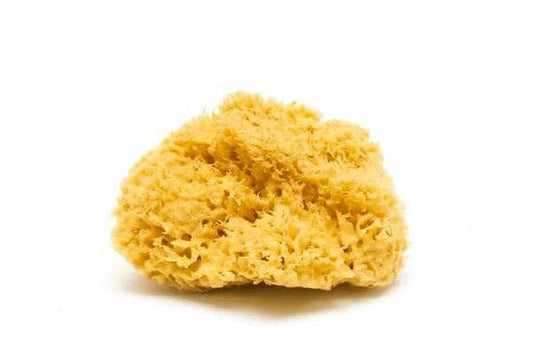 Natural Sea Sponge - Plastic Free Organic Sea Sponge: Honeycomb Sponge