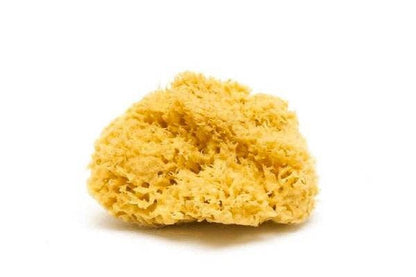 Natural Sea Sponge - Plastic Free Organic Sea Sponge: Honeycomb Large