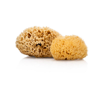 Natural Sea Sponge - Plastic Free Organic Sea Sponge: Honeycomb Large