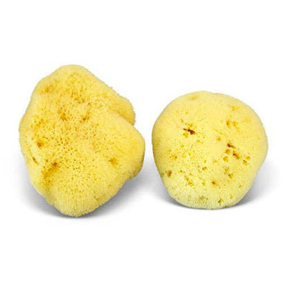 Natural Sea Sponge - Plastic Free Organic Sea Sponge: Honeycomb Large